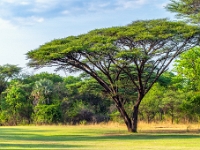 Elephant Hills Resort